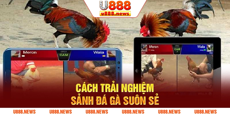 Cách trải nghiệm sảnh đá gà suôn sẻ